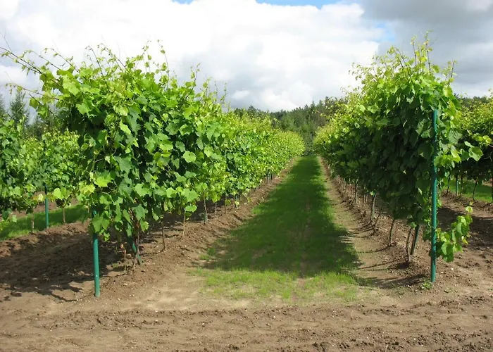 Winnica 